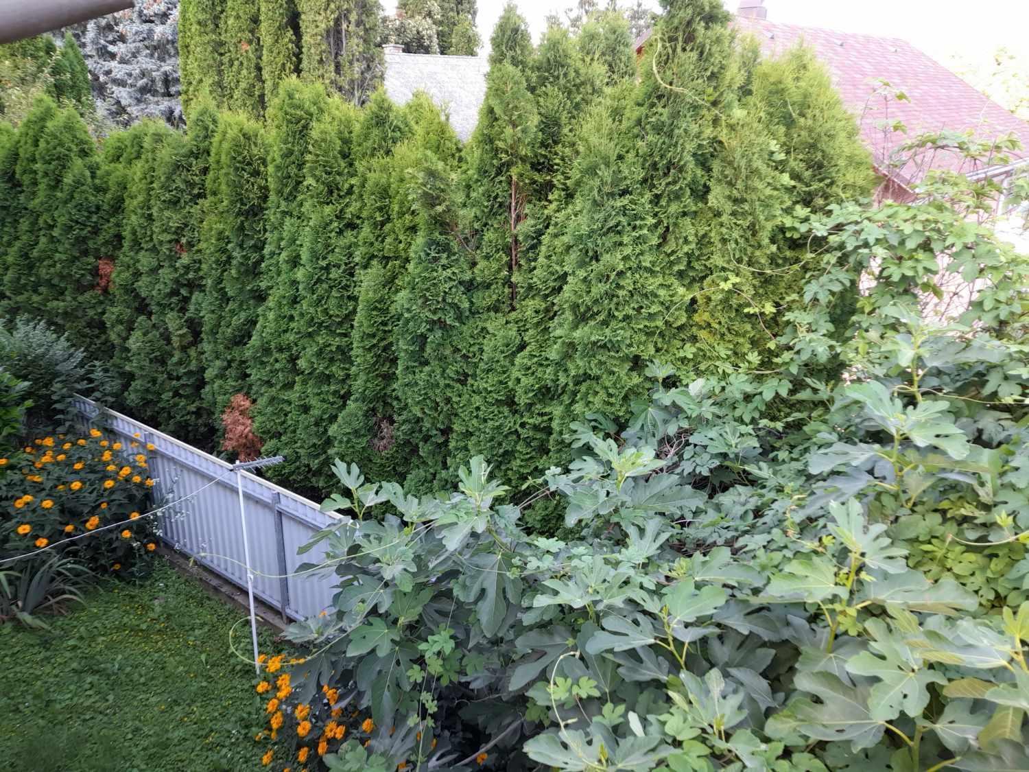 Harmonia Vendeghaz 100 Meterre Az Igali Gyogyfuerdotol Apartment Bagian luar foto